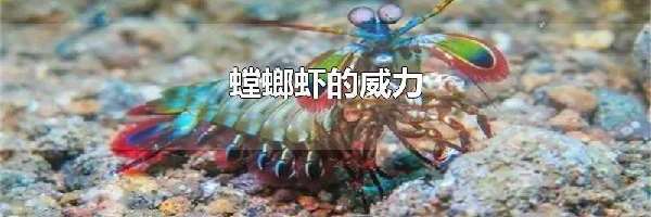 螳螂虾的威力