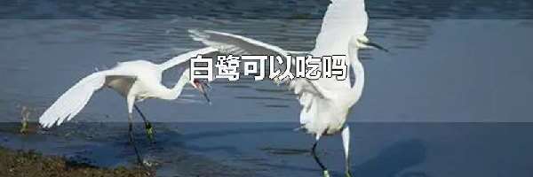 白鹭可以吃吗