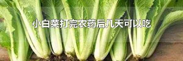 小白菜打完农药后几天可以吃