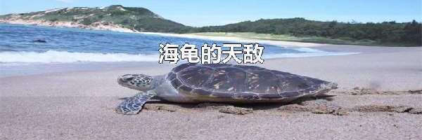 海龟的天敌