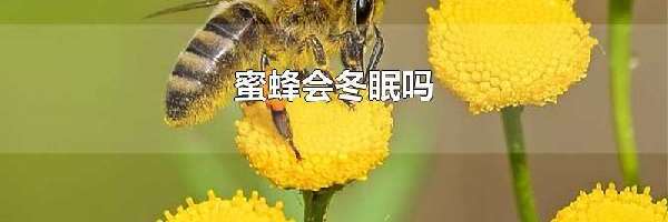 蜜蜂会冬眠吗