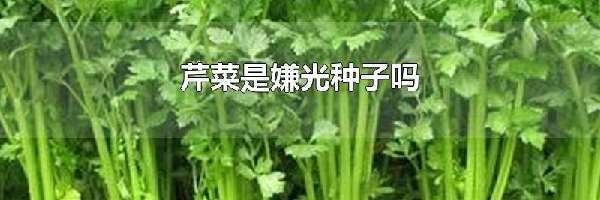 芹菜是嫌光种子吗