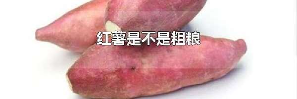 红薯是不是粗粮