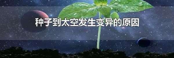 种子到太空发生变异的原因