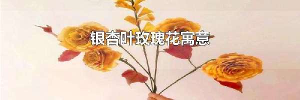 银杏叶玫瑰花寓意