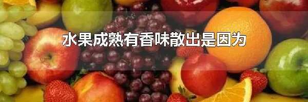 水果成熟有香味散出是因为