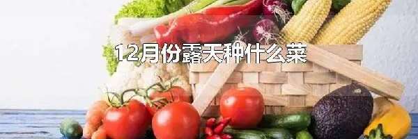 12月份露天种什么菜