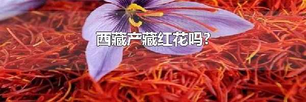 西藏产藏红花吗?