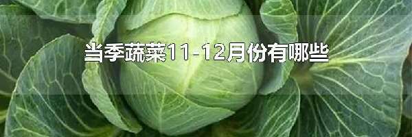 当季蔬菜11-12月份有哪些