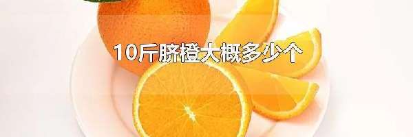 10斤脐橙大概多少个