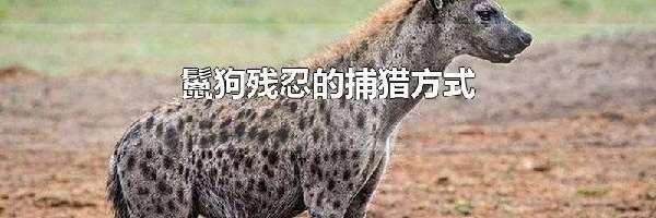 鬣狗残忍的捕猎方式