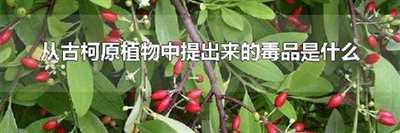 从古柯原植物中提出来的毒品是什么