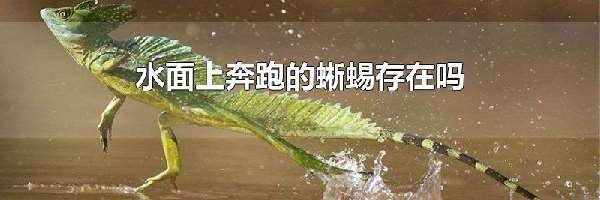 水面上奔跑的蜥蜴存在吗