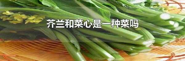 芥兰和菜心是一种菜吗