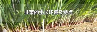 韭菜的生长环境及特点